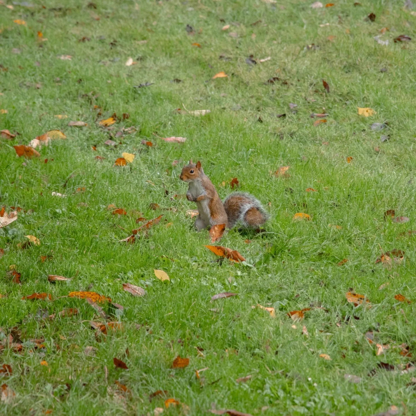 Autumn arrives on campus2